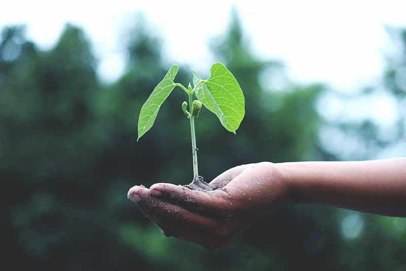 holding a tiny tree using hand